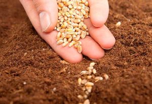 Taller de agricultura ecológica