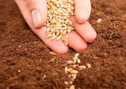 Taller de agricultura ecológica