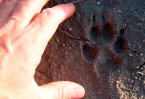 Conocer las huellas y rastros de animales en Biel