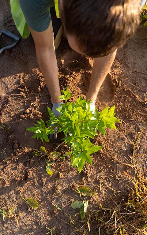 Agricultura ecológica en Escuela Verde